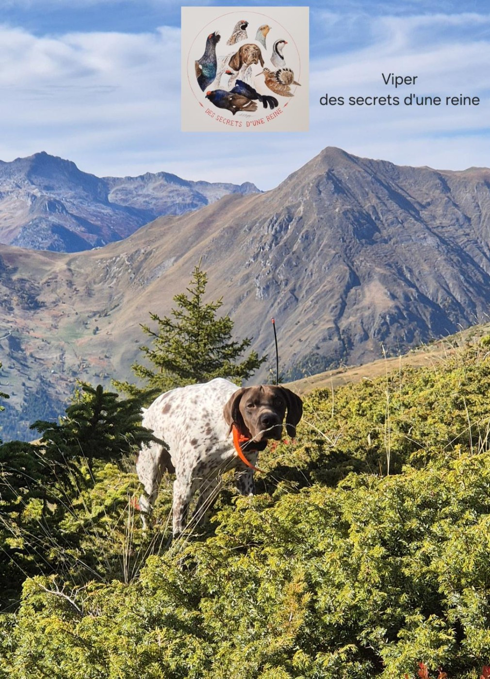 Viper Des Secrets D'une Reine