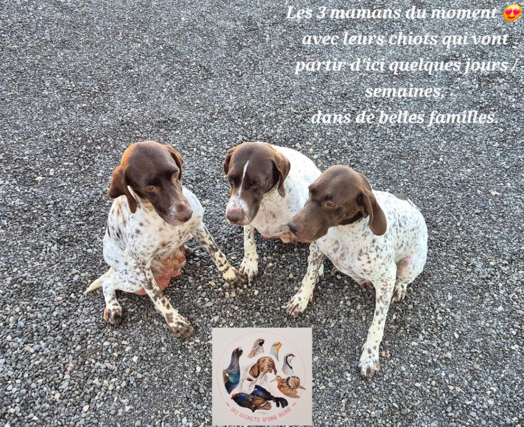 Les 3 mamans du moment 