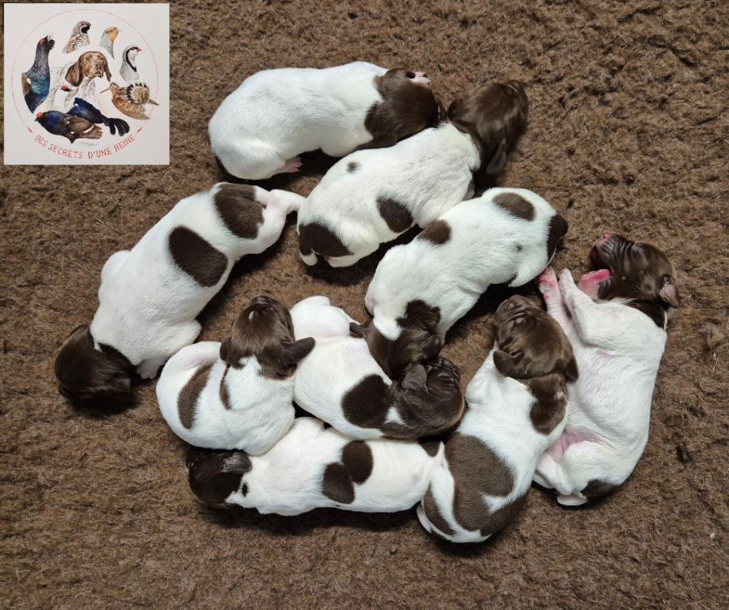 Quelques chiots disponibles mais il n'y en aura pas pour tous le monde